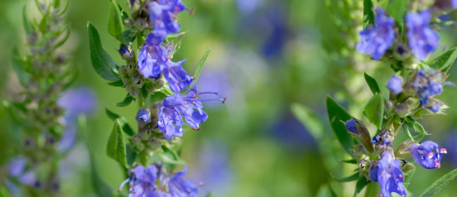 Hyssop Flowers